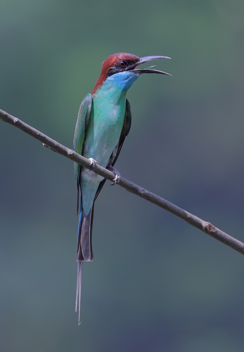 Blue-throated Bee-eater - sheau torng lim