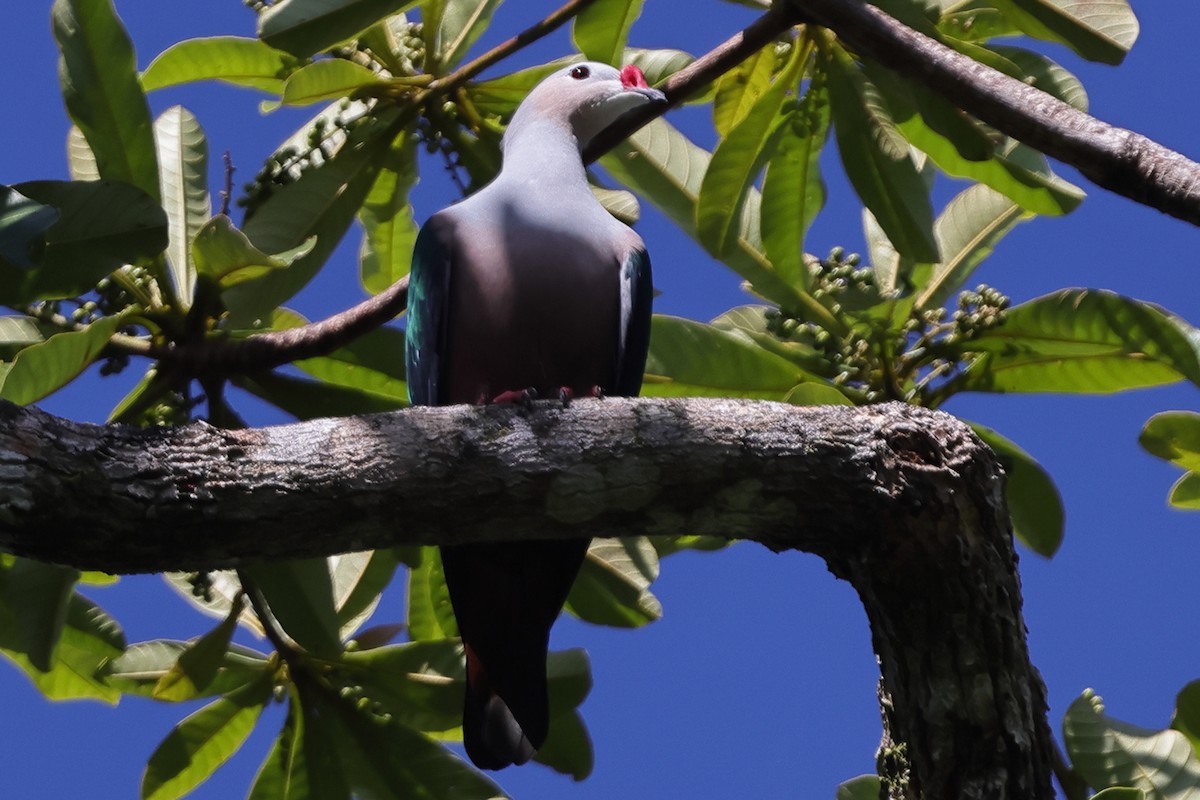 Red-knobbed Imperial-Pigeon - ML617718175