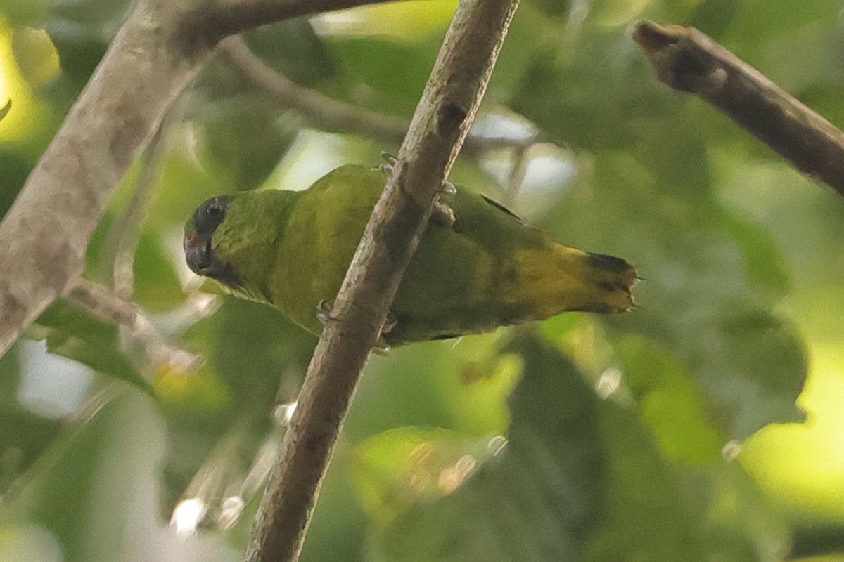 Папужка-пігмей зелений - ML617718202