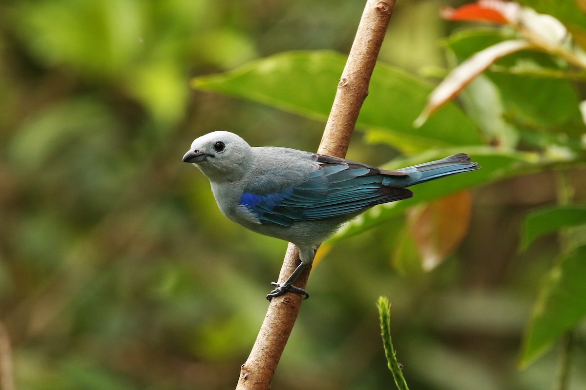 Blue-gray Tanager - ML617718203