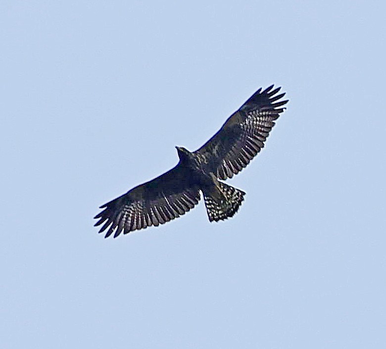 Common Black Hawk (Common) - ML617718225