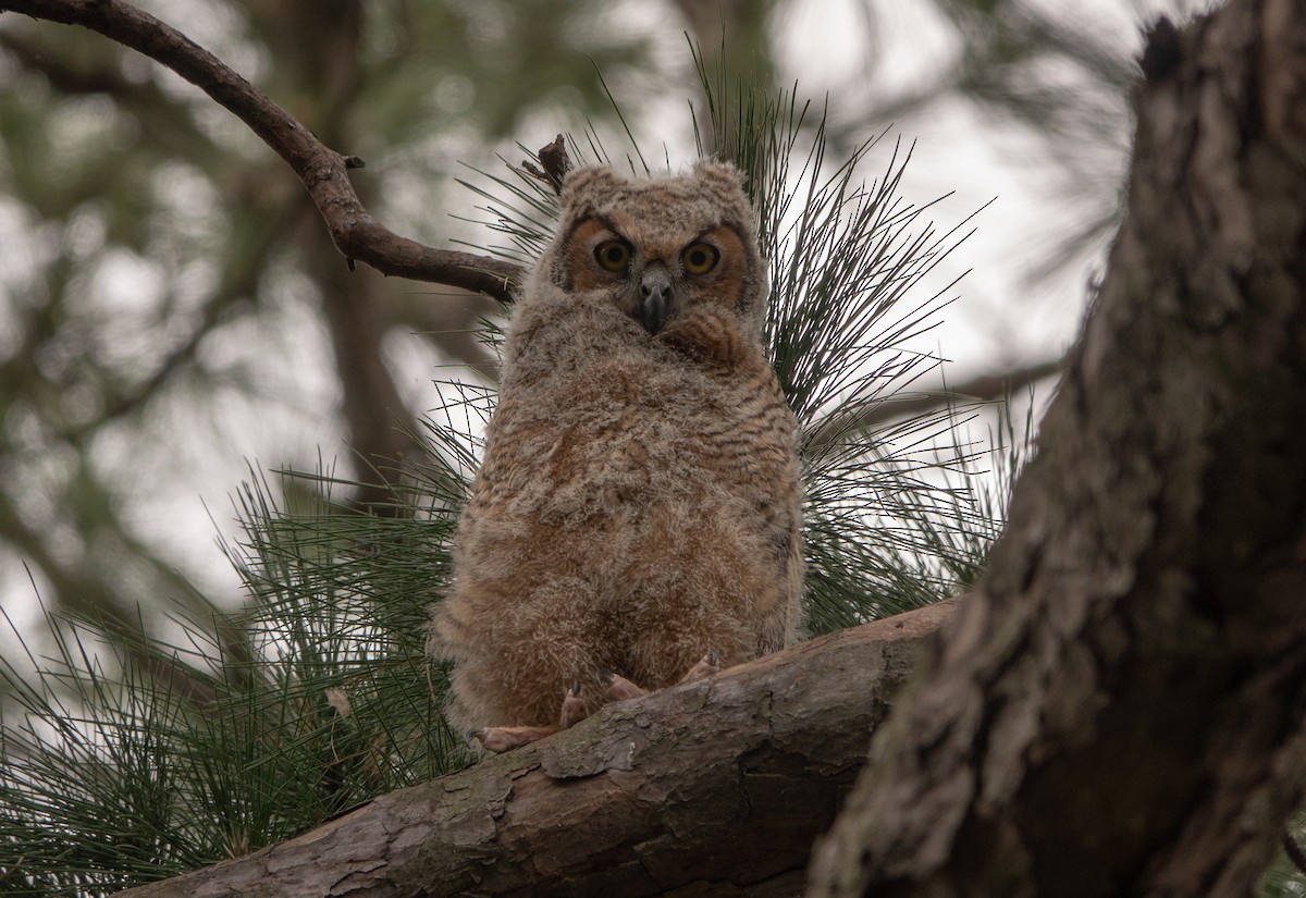 Great Horned Owl - ML617718311