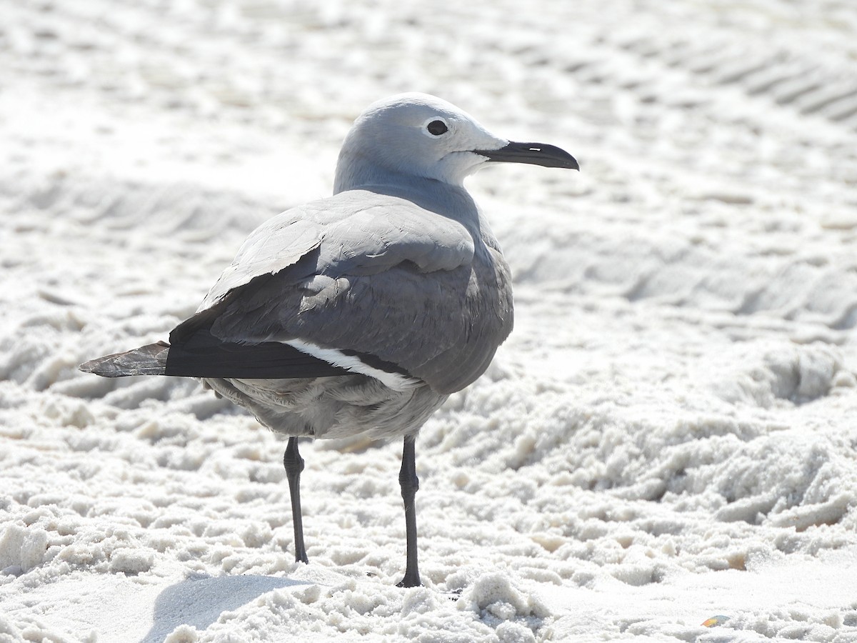 Gray Gull - Roseanna Denton