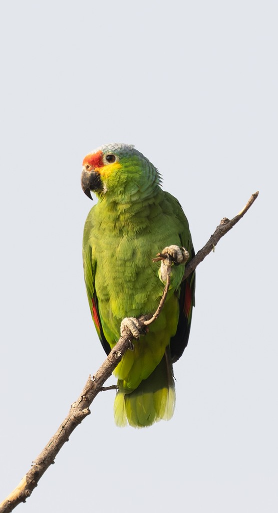Red-lored Parrot - ML617718427
