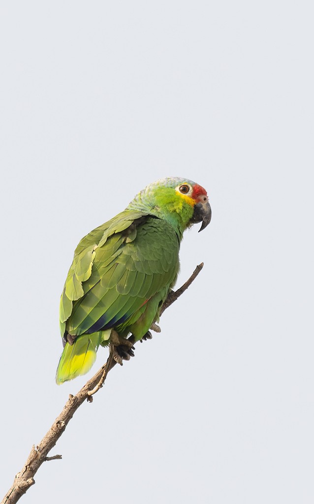Red-lored Parrot - manuel grosselet