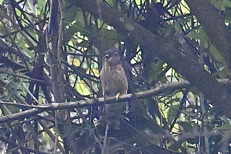 Hodgson's Hawk-Cuckoo - ML617718462