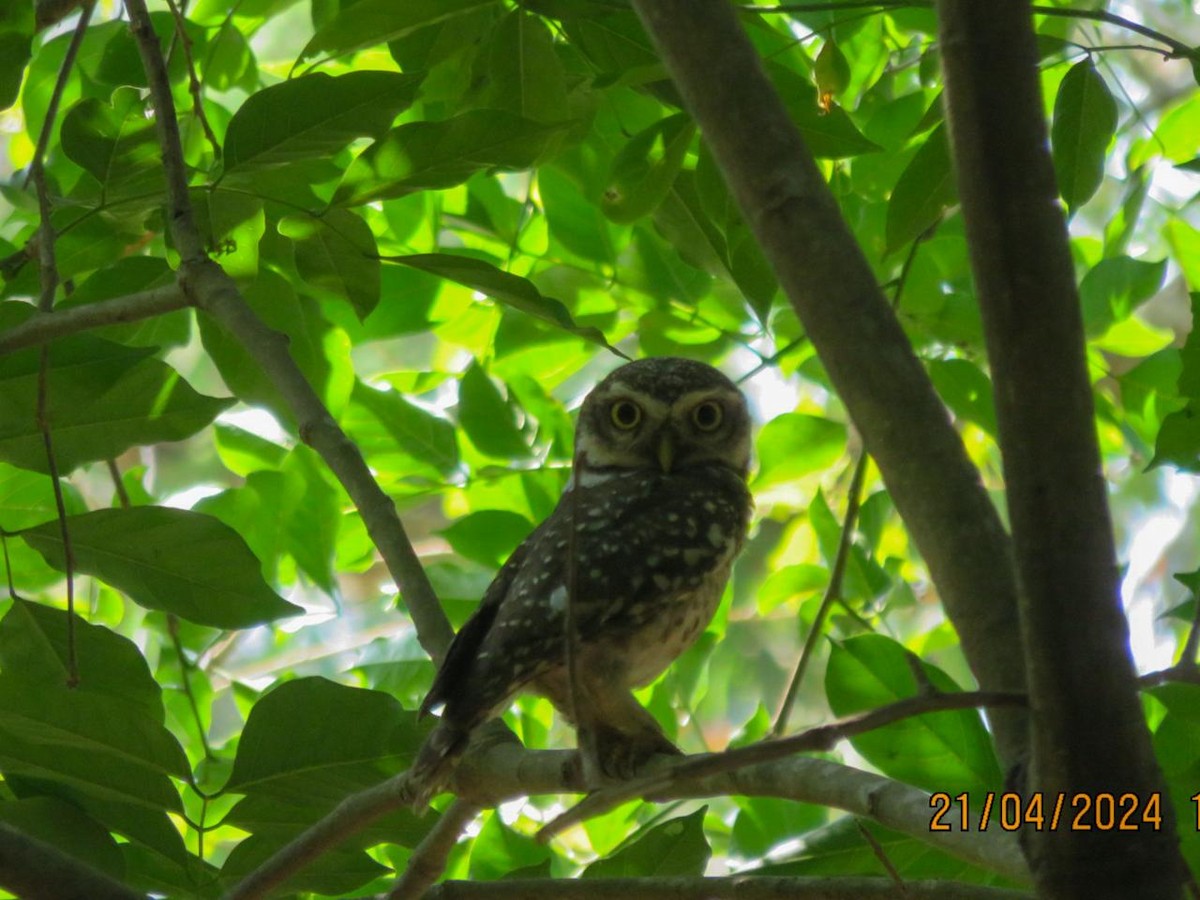 Spotted Owlet - ML617718467