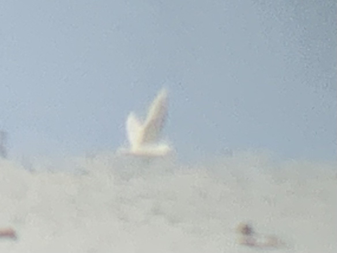Larus sp. (white-winged gull sp.) - ML617718477