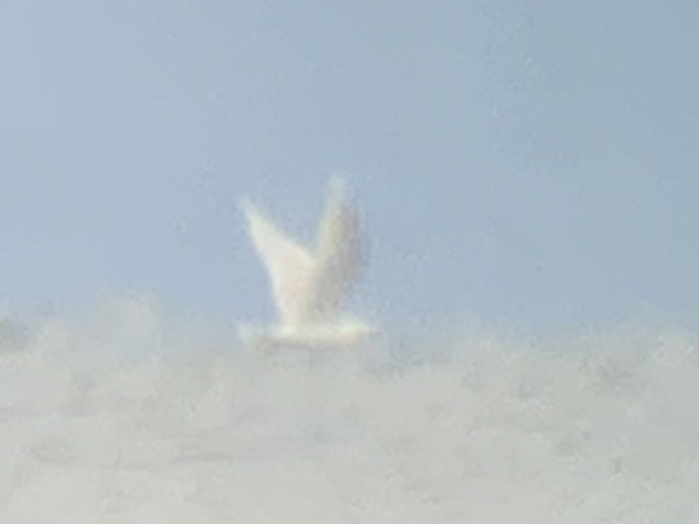 Larus sp. (white-winged gull sp.) - ML617718478