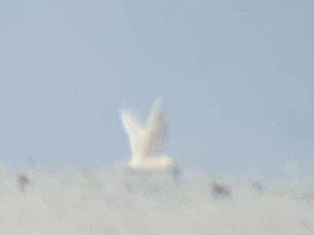 white-winged gull sp. - ML617718479