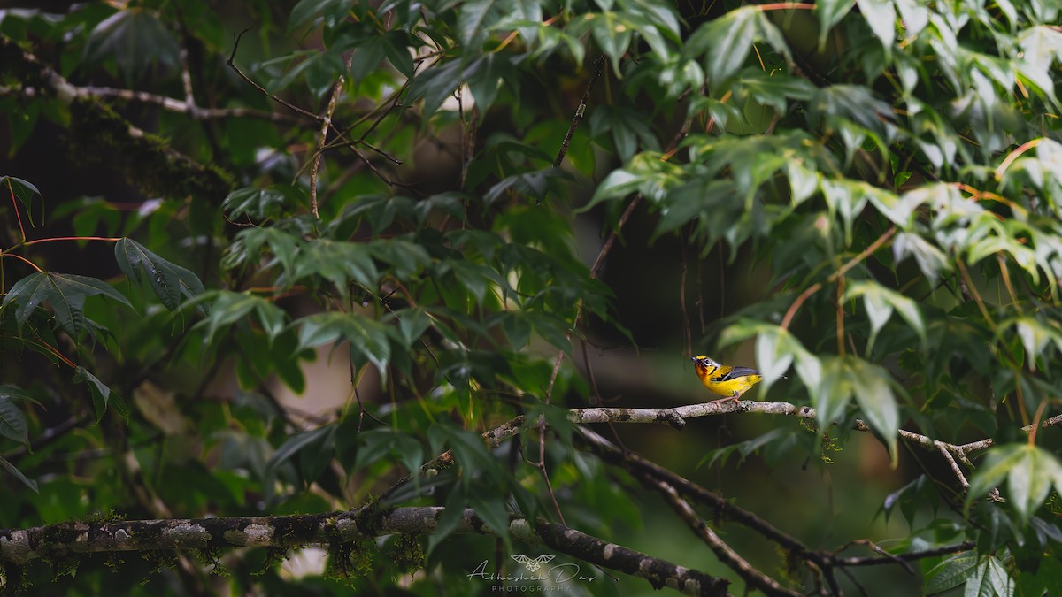 Black-eared Shrike-Babbler - ML617718559