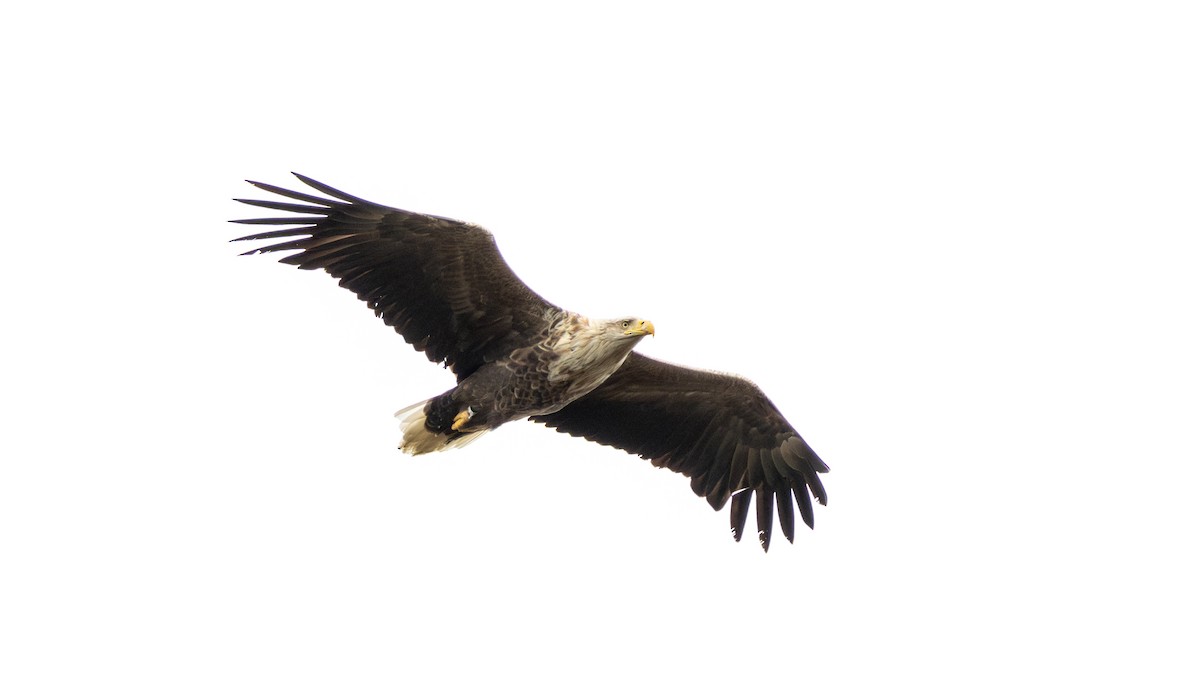 White-tailed Eagle - ML617718560