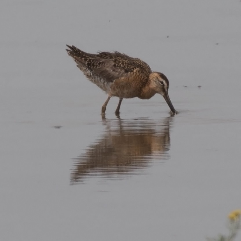 Long-billed Dowitcher - ML61771871