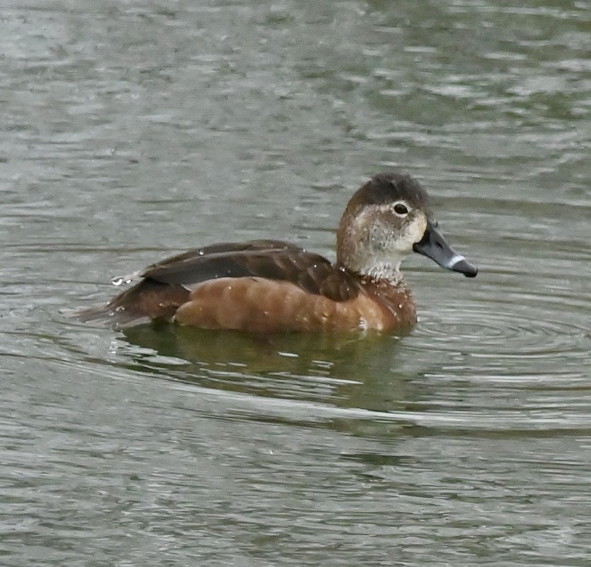 Ring-necked Duck - ML617718745