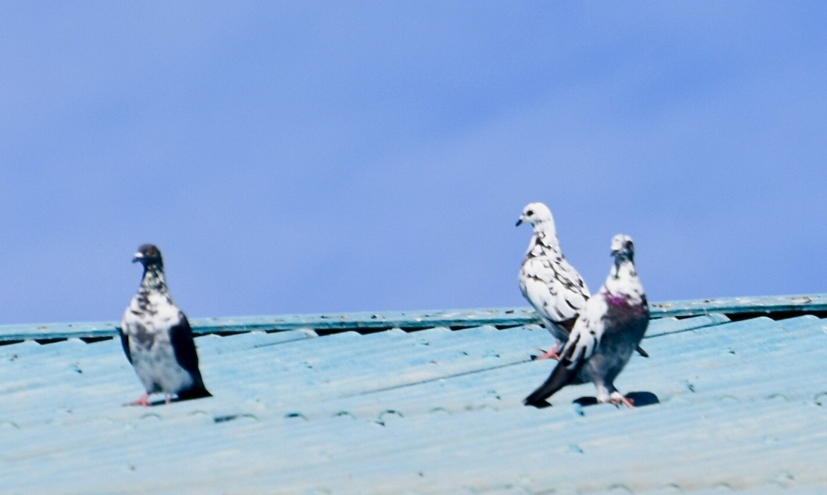 Rock Pigeon (Feral Pigeon) - ML617718750