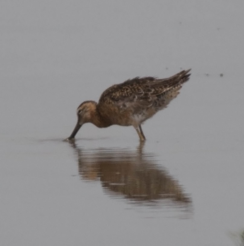 Long-billed Dowitcher - ML61771881