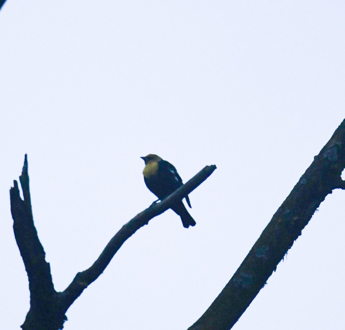 Yellow-headed Blackbird - ML617719039