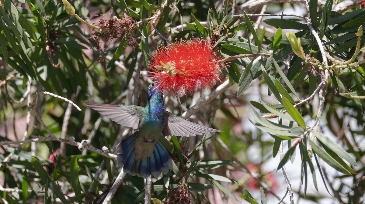 kolibřík zelený - ML617719090