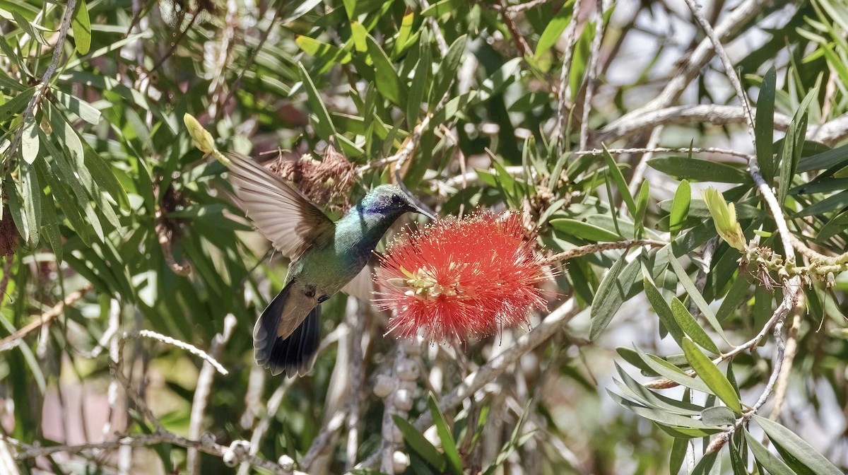 kolibřík zelený - ML617719091