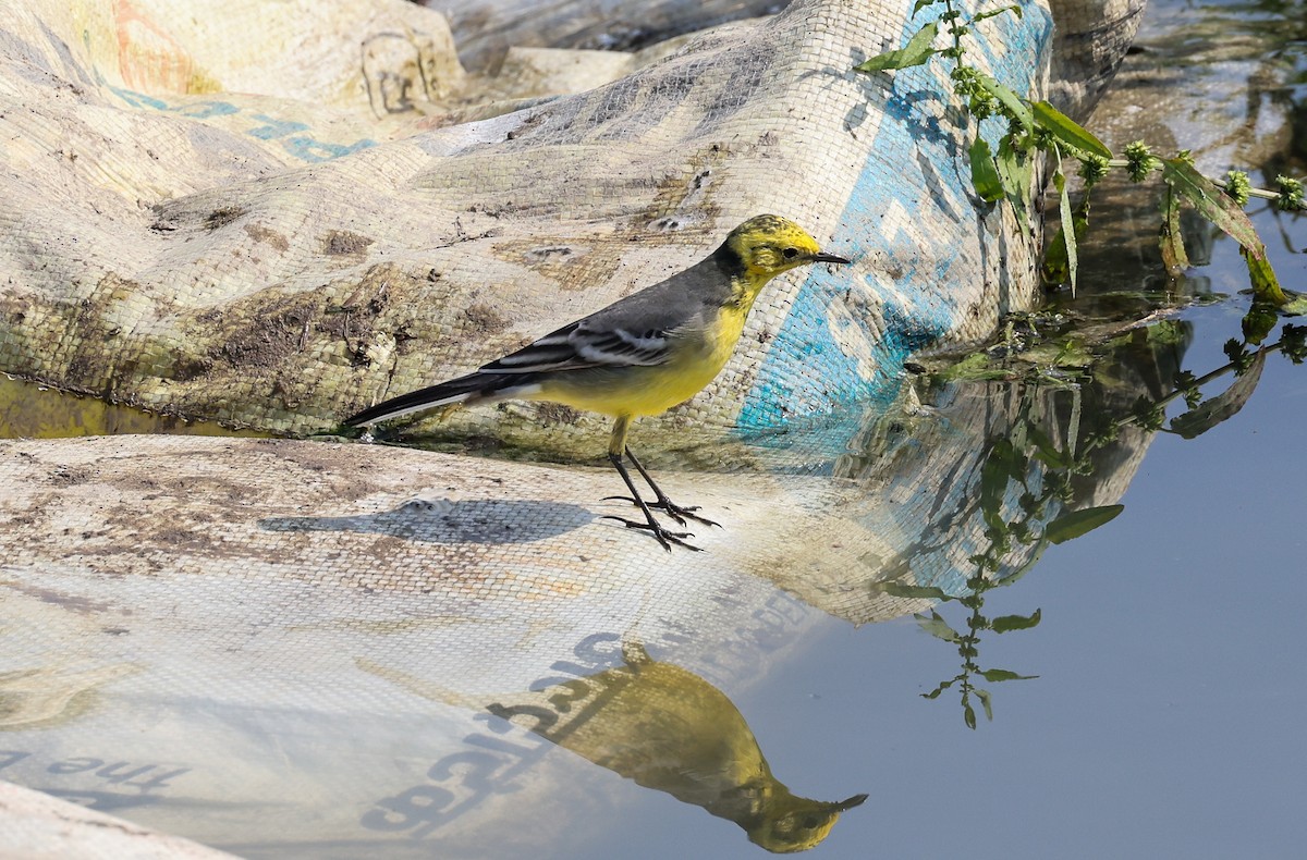 Citrine Wagtail - S M