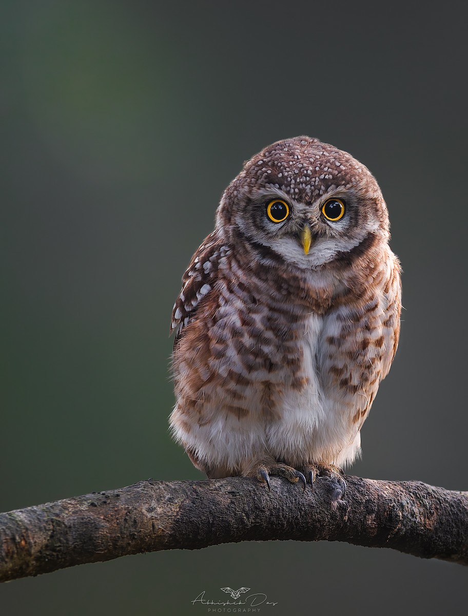 Spotted Owlet - ML617719129