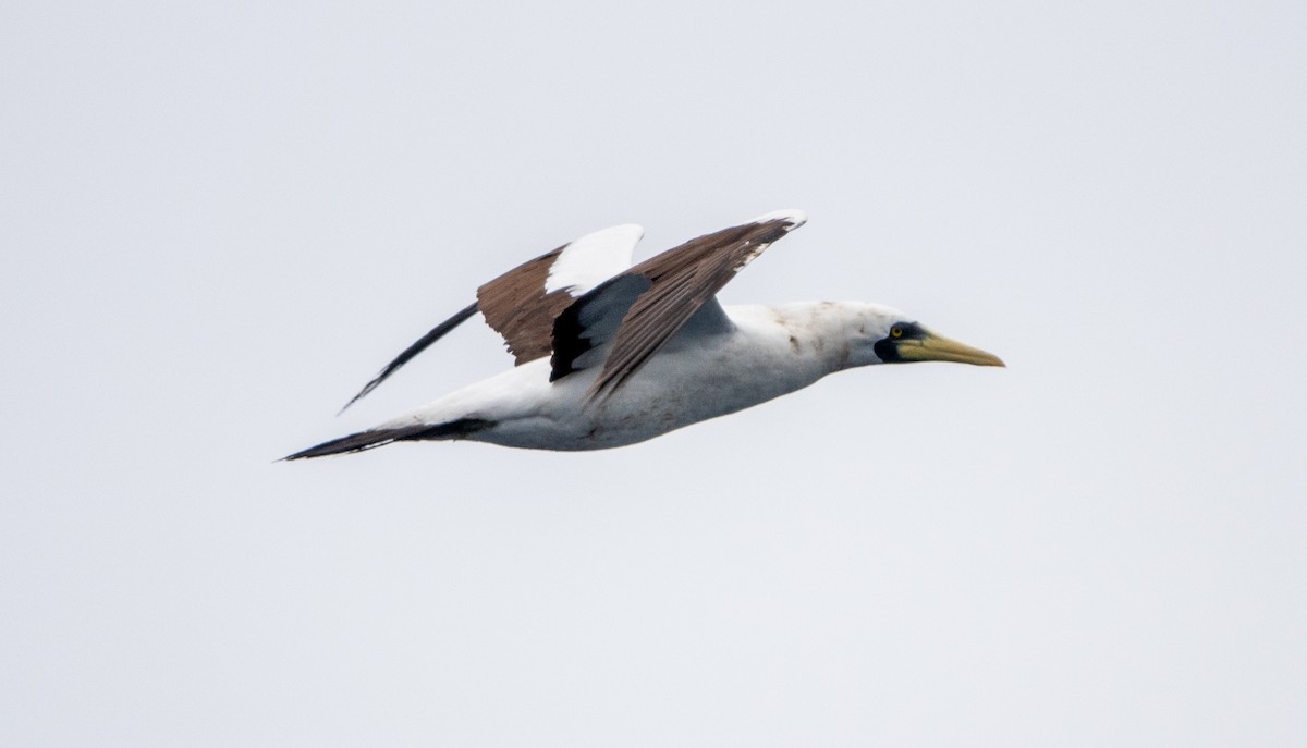 Masked Booby - ML617719132