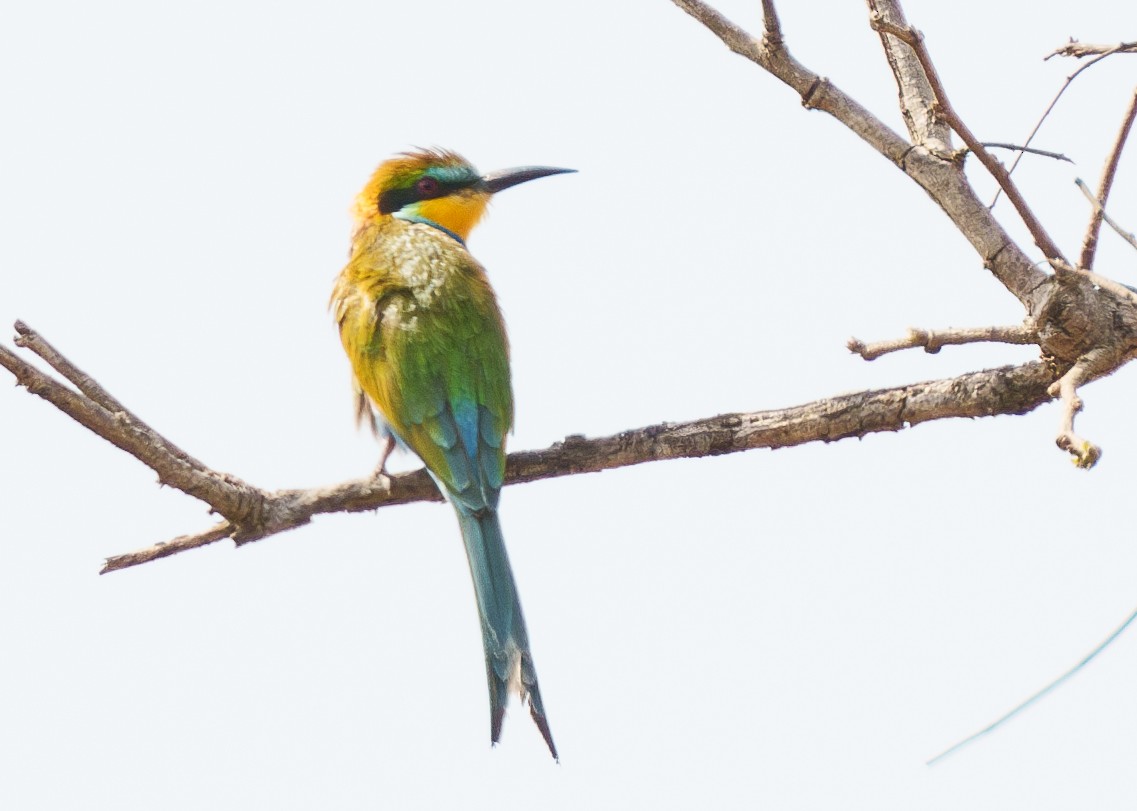 Swallow-tailed Bee-eater - ML617719138