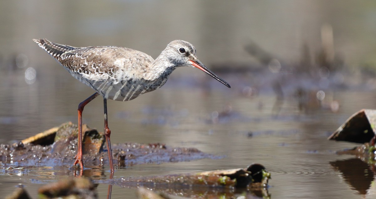 Spotted Redshank - ML617719195
