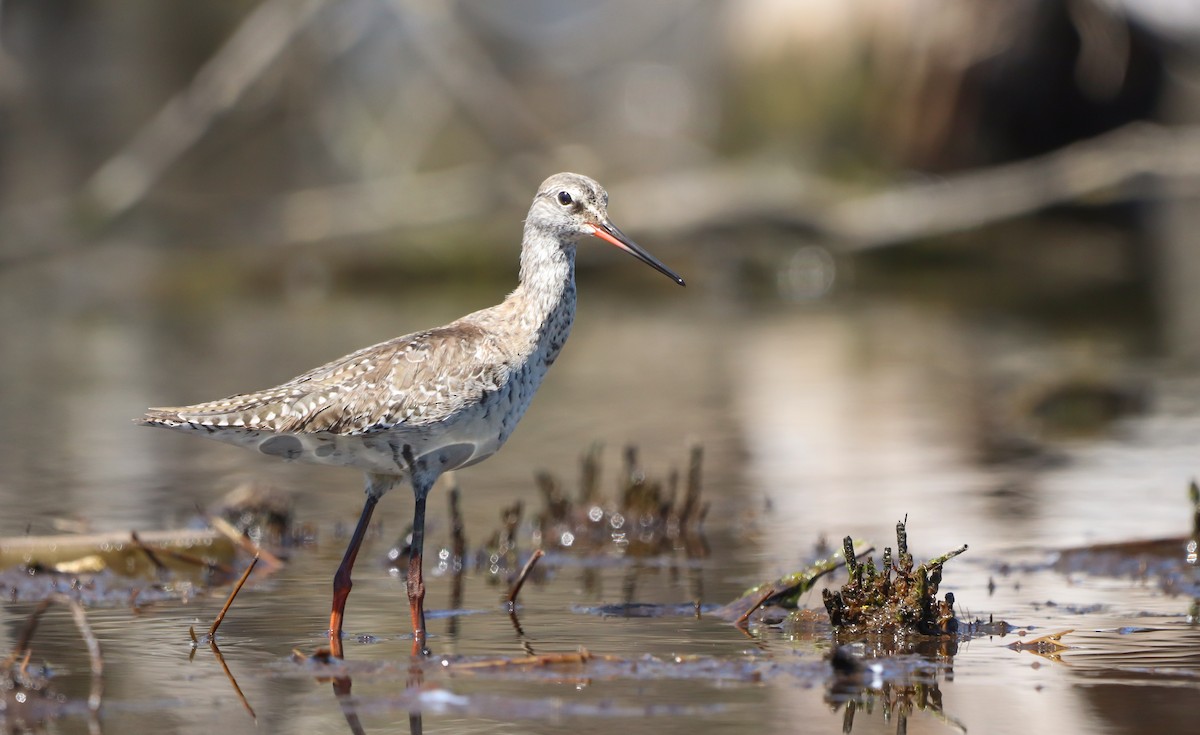 Spotted Redshank - ML617719197