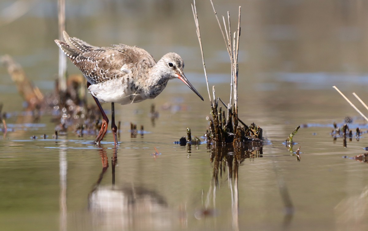 Spotted Redshank - ML617719198