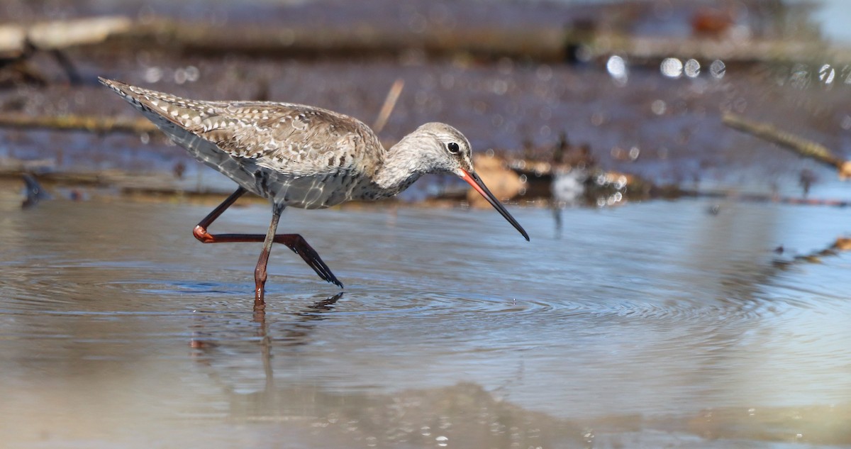 Spotted Redshank - ML617719201