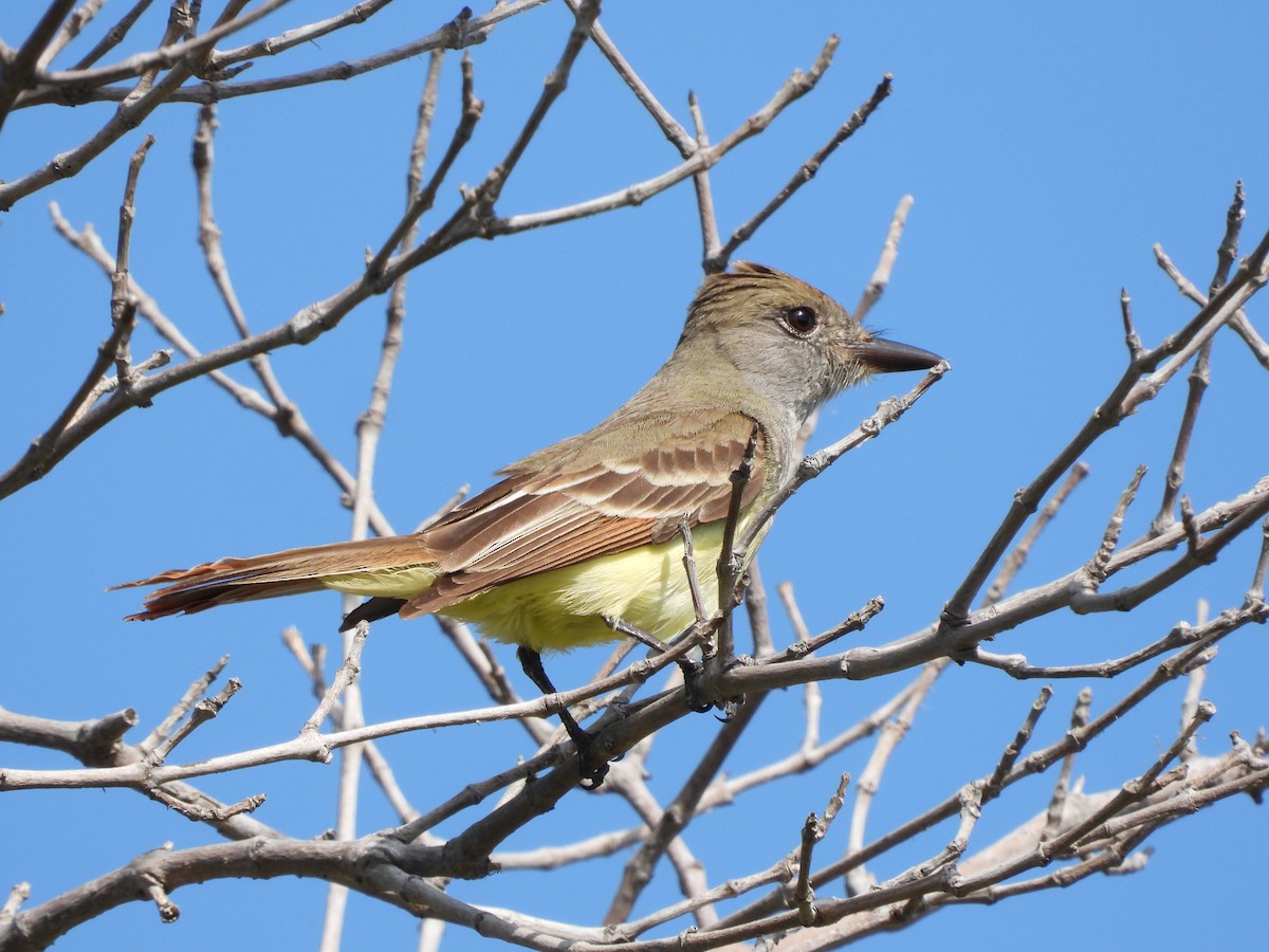 Great Crested Flycatcher - ML617719202