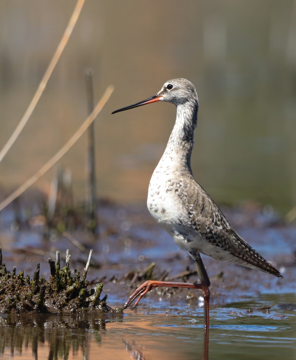 Spotted Redshank - ML617719203