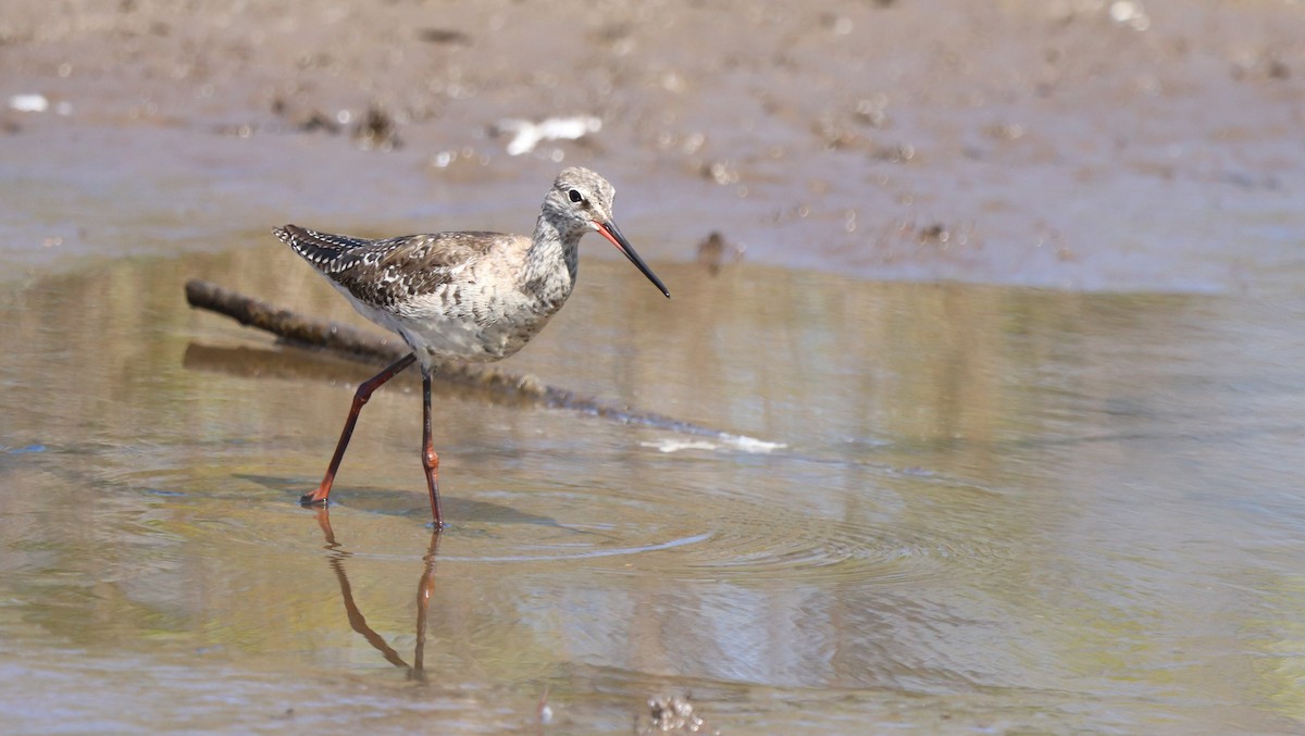 Spotted Redshank - ML617719298