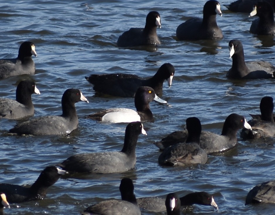 Greater/Lesser Scaup - M. Rogers