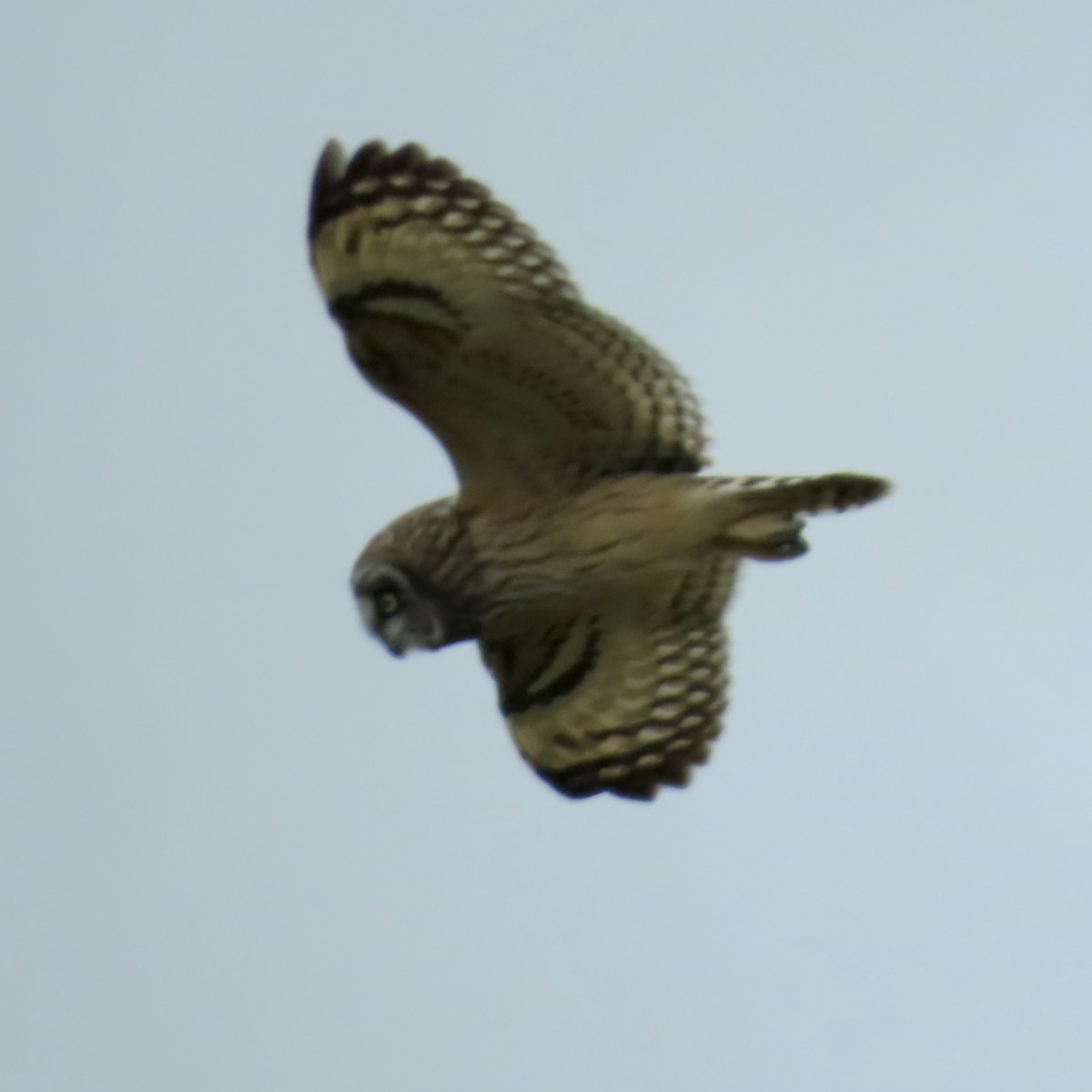 Short-eared Owl (Hawaiian) - ML617719356