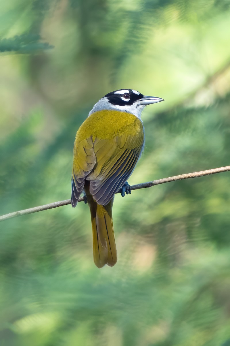 Black-crowned Palm-Tanager - ML617719367
