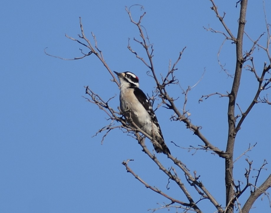 Downy Woodpecker - ML617719377