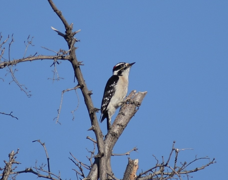 Downy Woodpecker - ML617719383
