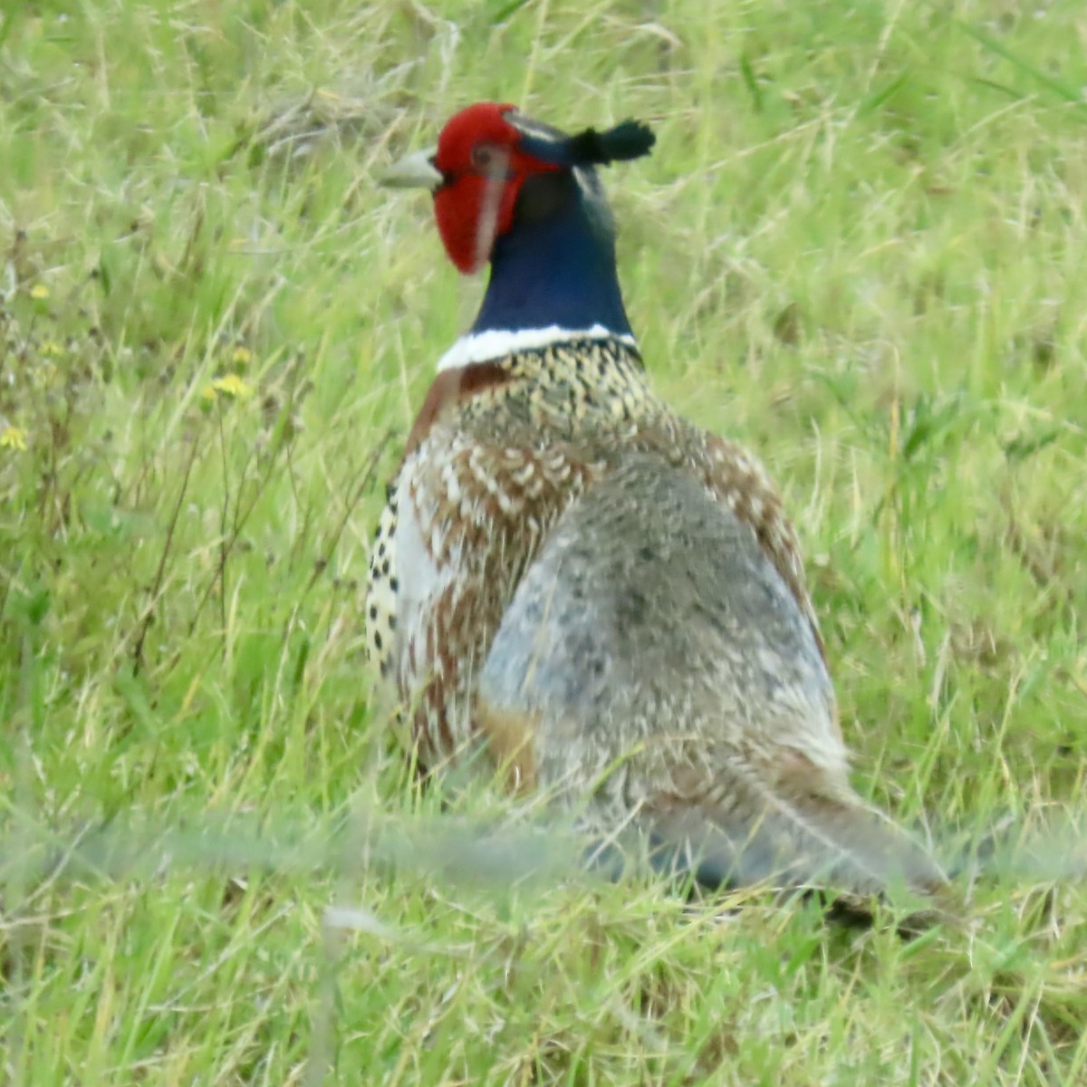 Ring-necked Pheasant - ML617719395