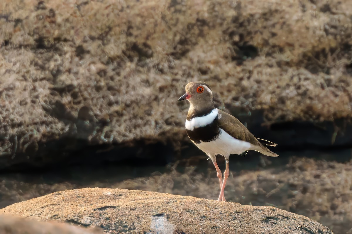 Forbes's Plover - ML617719406