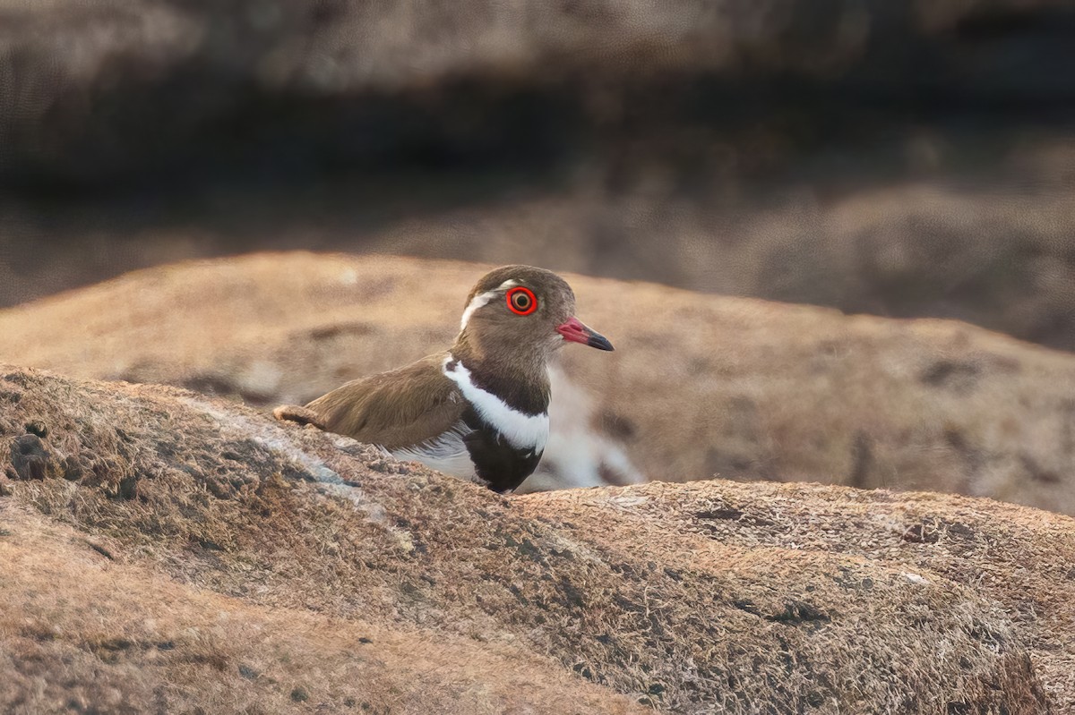Forbes's Plover - ML617719409