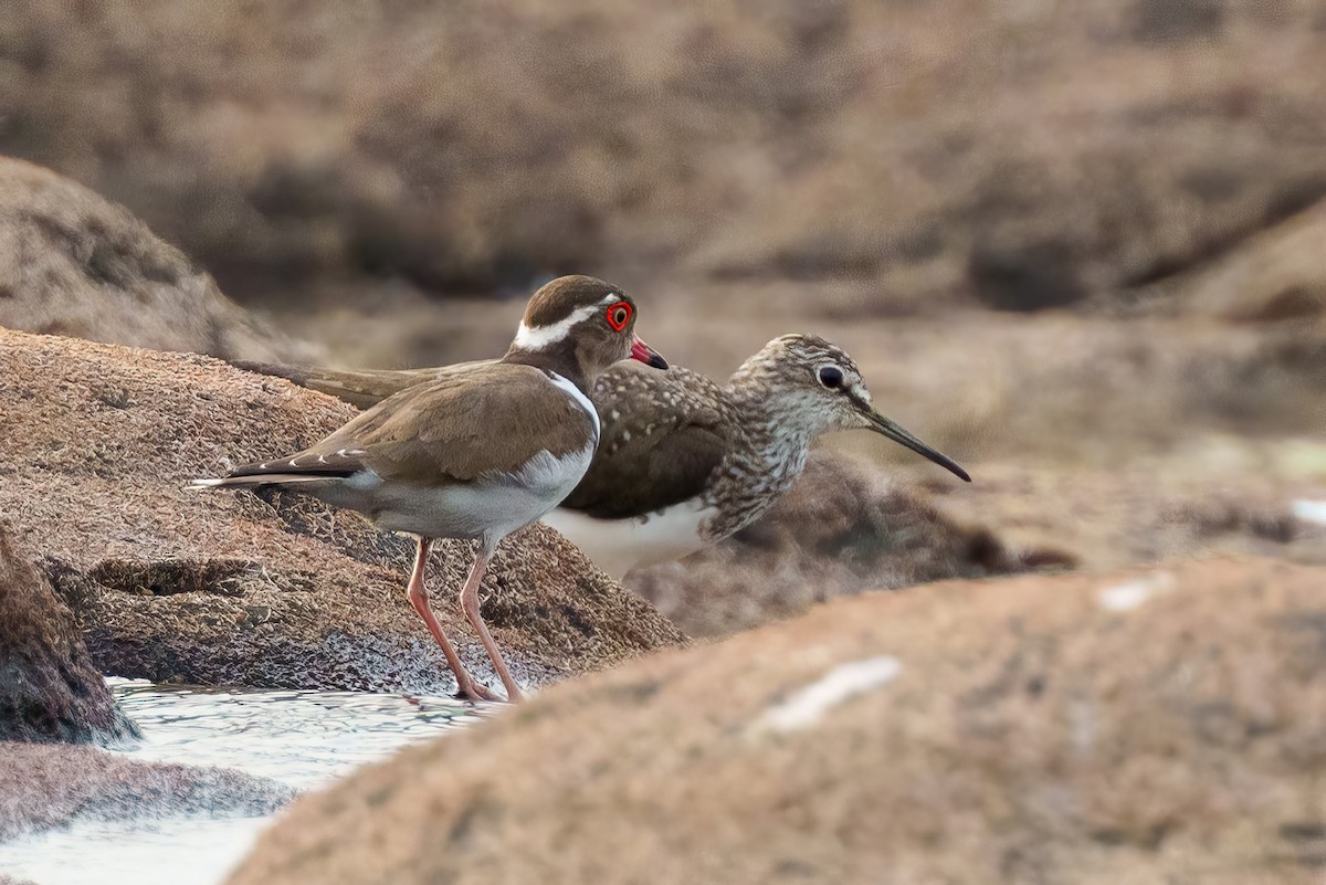 Forbes's Plover - ML617719410