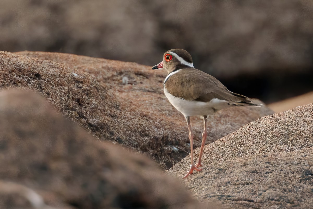 Forbes's Plover - ML617719423