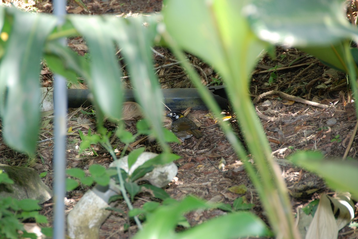 White-eared Ground-Sparrow - ML617719436