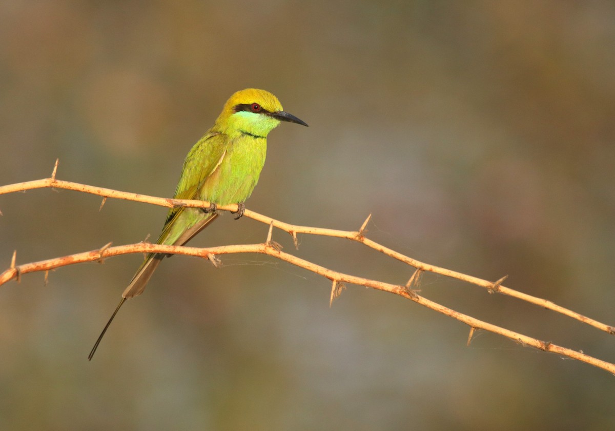 Asian Green Bee-eater - Vyom Vyas