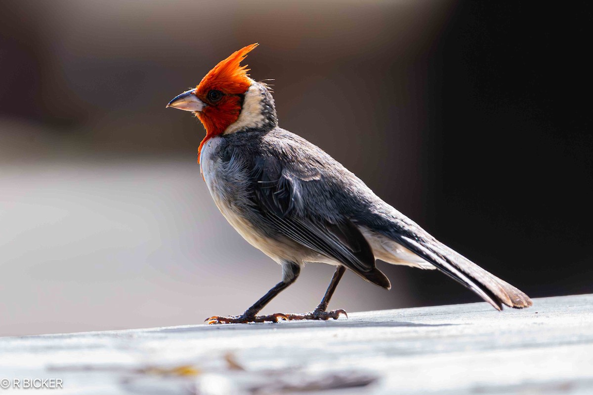 Red-crested Cardinal - Rebecca Bicker