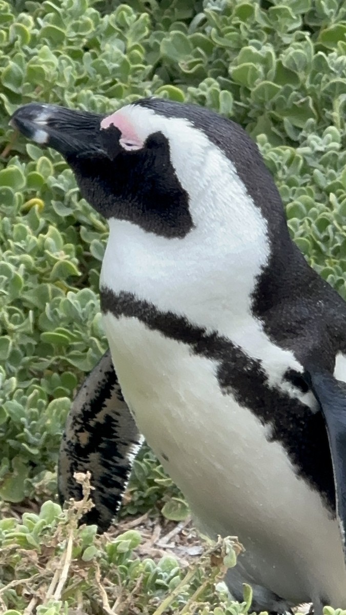 Pingüino de El Cabo - ML617719528