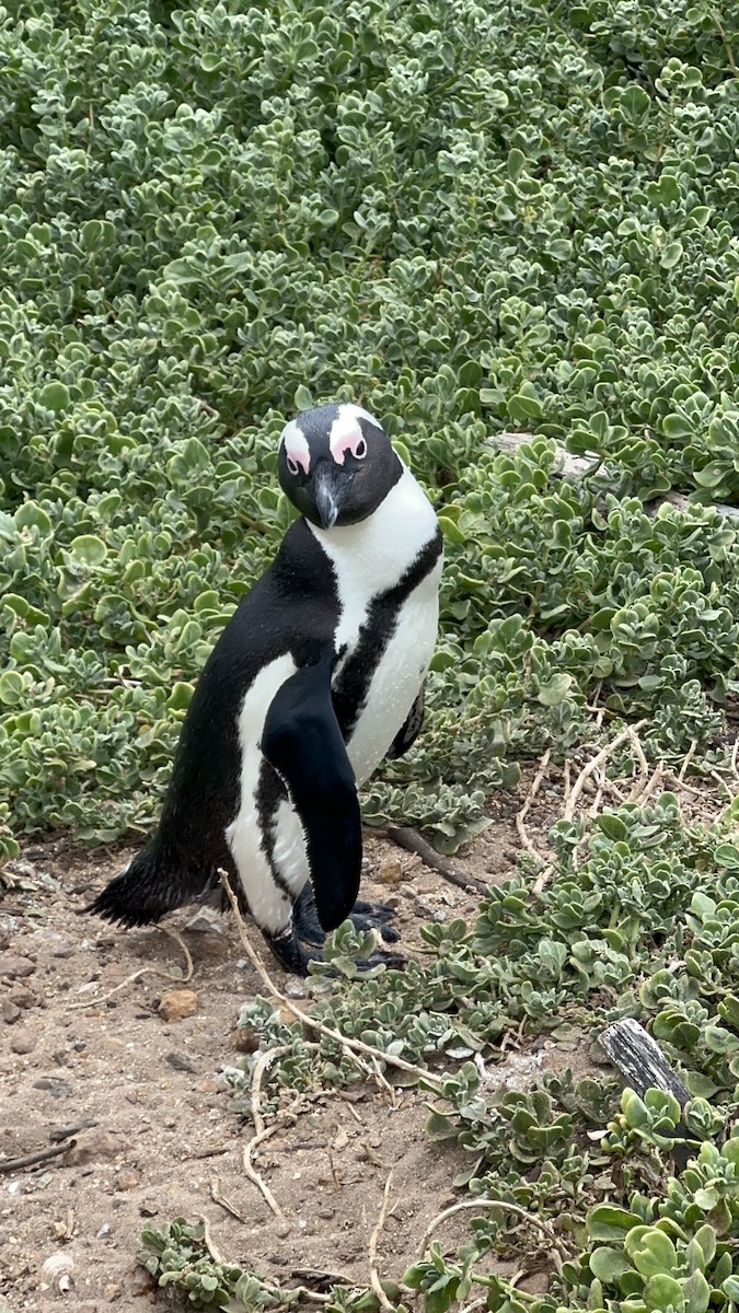 Pingüino de El Cabo - ML617719529