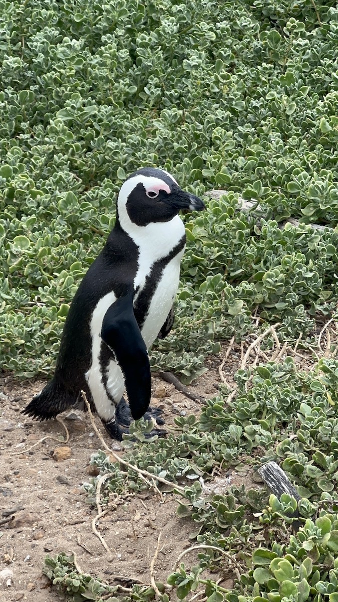 Pingüino de El Cabo - ML617719530
